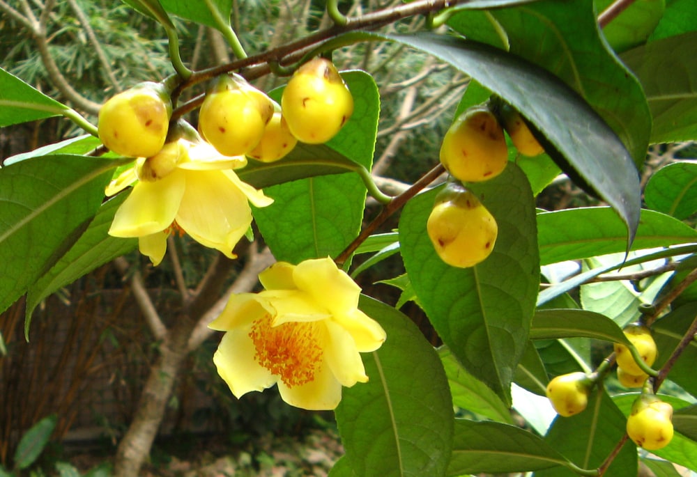 Trà hoa vàng Tam Đảo